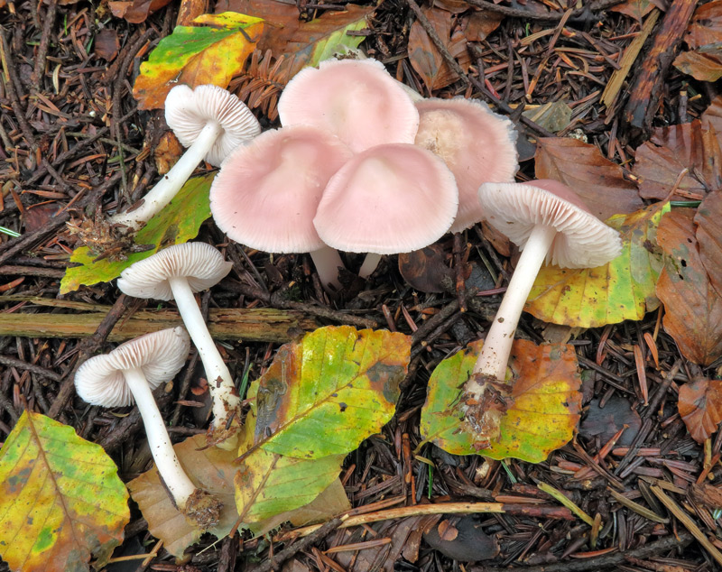 Mycena rosea Gramberg
Mycena rosea Gramberg
Parole chiave: Mycena rosea Gramberg