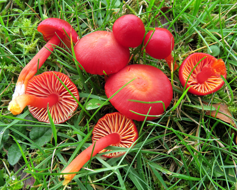 Hygrocybe coccinea (Schaeff.: Fr.) Kummer
Hygrocybe coccinea (Schaeff.: Fr.) Kummer
Parole chiave: Hygrocybe coccinea (Schaeff.: Fr.) Kummer