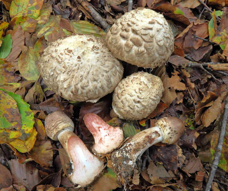 Chlorophyllum brunneum (Farl. & Burt) Vellinga
Chlorophyllum brunneum (Farl. & Burt) Vellinga
Parole chiave: Chlorophyllum brunneum (Farl. & Burt) Vellinga