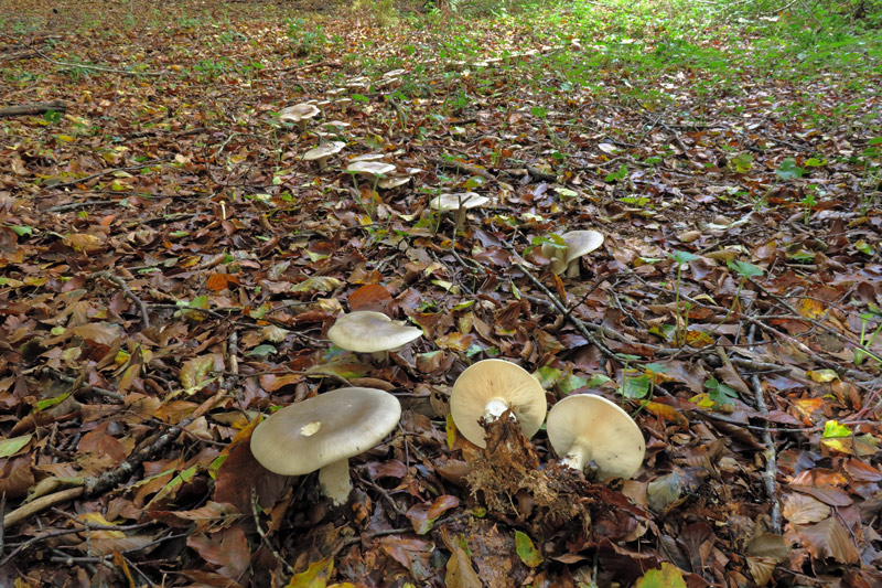 Clitocybe nebularis (Batsch : Fr.) P. Kumm
Clitocybe nebularis (Batsch : Fr.) P. Kumm - Gruppo con presenza alle spalle di un vasto cerchio delle streghe con numerosi individui distribuiti in svariati metri.
Parole chiave: Clitocybe nebularis (Batsch : Fr.) P. Kumm