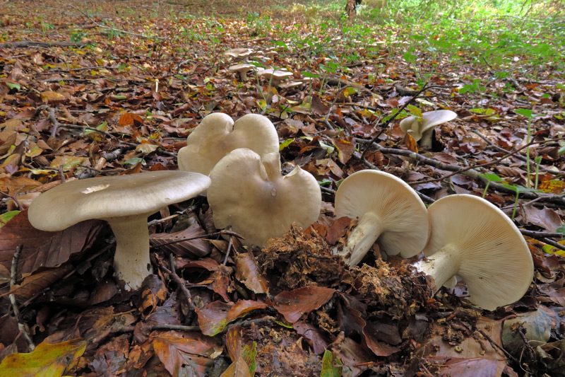 Clitocybe nebularis (Batsch : Fr.) P. Kumm
Clitocybe nebularis (Batsch : Fr.) P. Kumm
Parole chiave: Clitocybe nebularis (Batsch : Fr.) P. Kumm