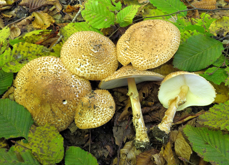 Lepiota aspera (Pers. : Fr.) Quel.
Lepiota aspera (Pers. : Fr.) Quel.
Parole chiave: Lepiota aspera (Pers. : Fr.) Quel.