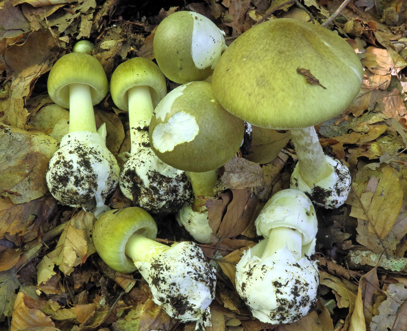 Amanita phalloides (Vaill. ex Fr. : Fr.) Link
Amanita phalloides (Vaill. ex Fr. : Fr.) Link
Parole chiave: Amanita phalloides (Vaill. ex Fr. : Fr.) Link