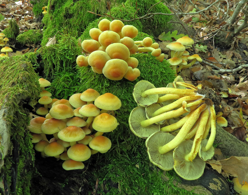 Hypholoma fasciculare (Huds. : Fr.) P. Kumm.
Hypholoma fasciculare (Huds. : Fr.) P. Kumm.
Parole chiave: Hypholoma fasciculare (Huds. : Fr.) P. Kumm.