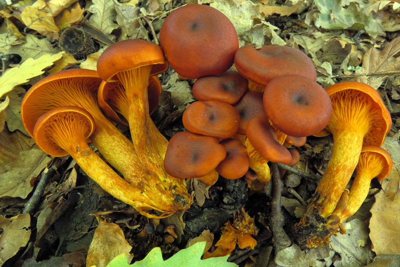 Omphalotus olearius (DC. : Fr.) Singer
Omphalotus olearius (DC. : Fr.) Singer
Parole chiave: Omphalotus olearius (DC. : Fr.) Singer