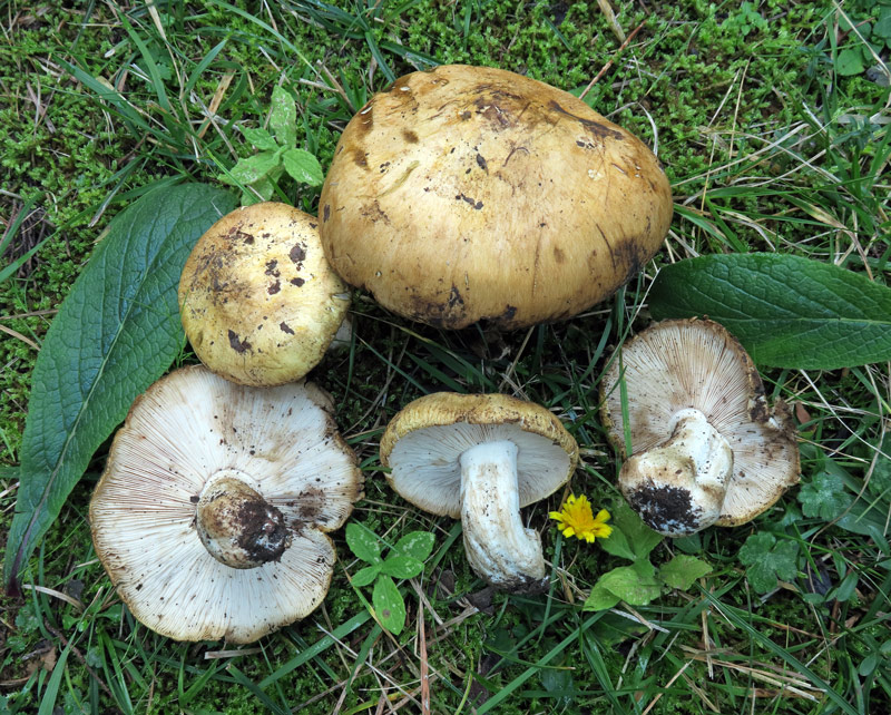 Tricholosporum goniospermum (Bres.) Guzman ex T.J. Baroni
Tricholosporum goniospermum (Bres.) Guzman ex T.J. Baroni
Parole chiave: Tricholosporum goniospermum (Bres.) Guzman ex T.J. Baroni