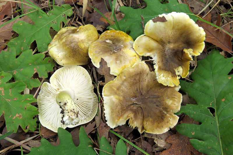 Tricholoma sejunctum (Sowerby : Fr.) Quel.
Tricholoma sejunctum (Sowerby : Fr.) Quel. - Imenoforo con lamelle adnate e decorrenti per un dentino; filo largo e ondulato, gambo verdastro nella zona mediana.
Parole chiave: Tricholoma sejunctum (Sowerby : Fr.) Quel.