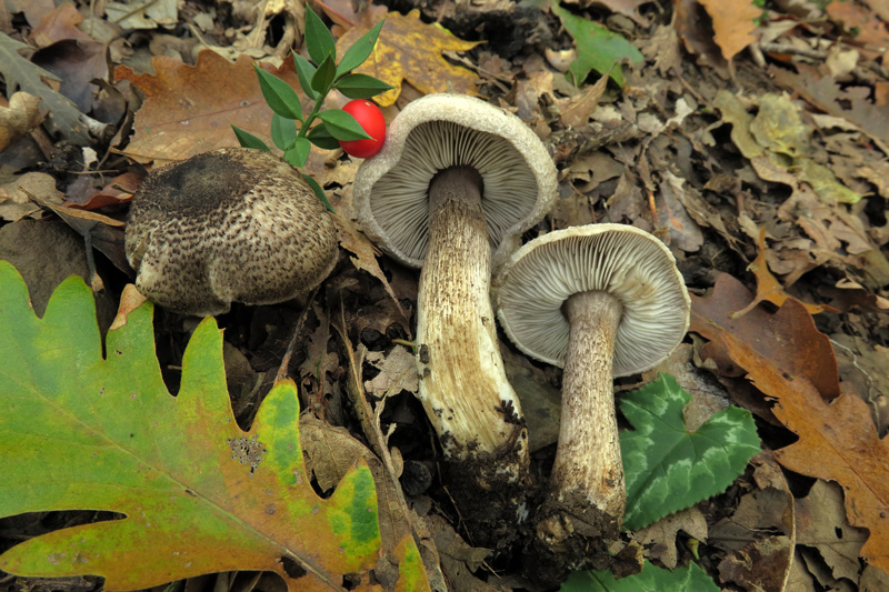 Tricholoma squarrulosum Bres.
Tricholoma squarrulosum Bres.
Parole chiave: Tricholoma squarrulosum Bres.