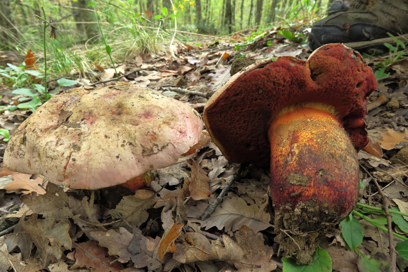 Rubroboletus rhodoxanthus (Krombh.) Kuan Zhao & Zhu L. Yang.
Rubroboletus rhodoxanthus (Krombh.) Kuan Zhao & Zhu L. Yang.
Parole chiave: Rubroboletus rhodoxanthus (Krombh.) Kuan Zhao & Zhu L. Yang.