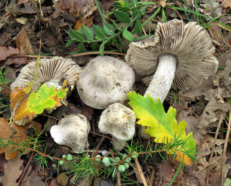 Tricholoma bresadolanum Clemencon
Tricholoma bresadolanum Clemencon
Parole chiave: Tricholoma bresadolanum Clemencon