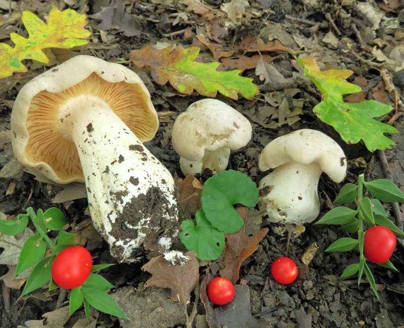 Entoloma sinuatum (Bull. : Fr.) P. Kumm.
Entoloma sinuatum (Bull. : Fr.) P. Kumm.
Parole chiave: Entoloma sinuatum (Bull. : Fr.) P. Kumm.