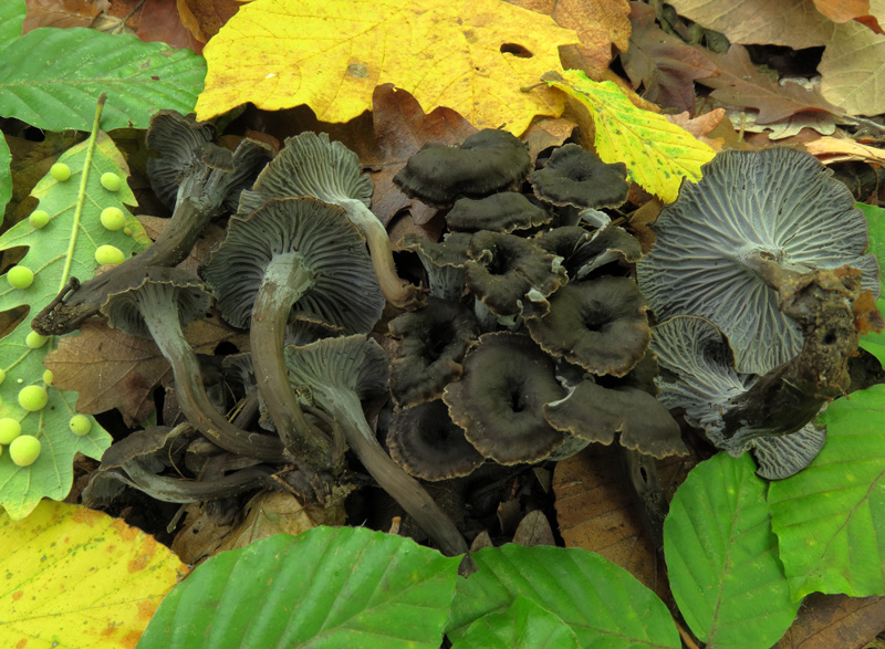 Craterellus cinereus (Pers. : Fr.) Pers.
Craterellus cinereus (Pers. : Fr.) Pers.
Parole chiave: Craterellus cinereus (Pers. : Fr.) Pers.