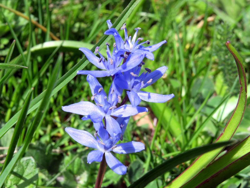 Scilla bifolia L.
Scilla bifolia L.
Parole chiave: Scilla bifolia L.