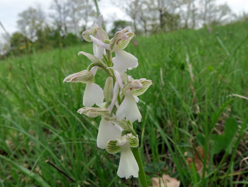 Anacamptis morio (L.) R.M. Bateman, Pridgeon & M.W. Chase
Anacamptis morio (L.) R.M. Bateman, Pridgeon & M.W. Chase - Forma bianca.
Parole chiave: Anacamptis morio (L.) R.M. Bateman, Pridgeon & M.W. Chase