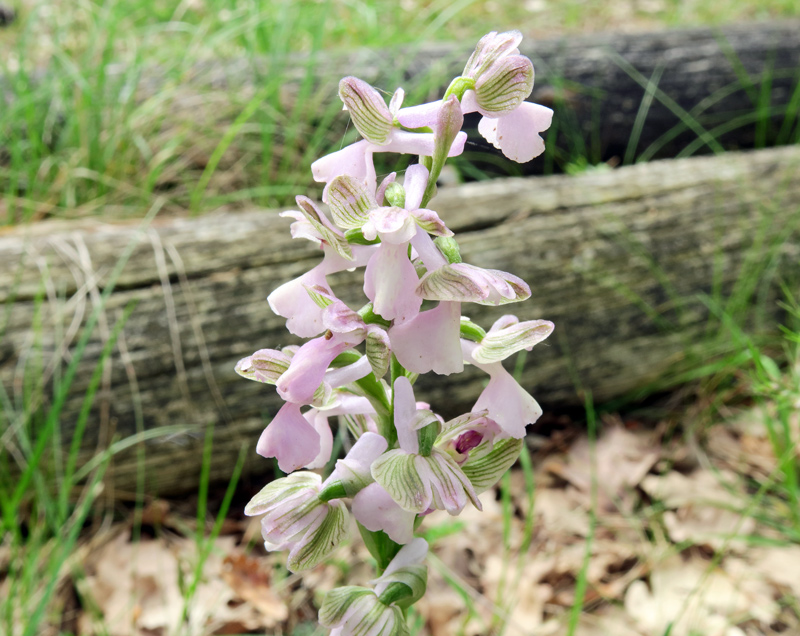 Anacamptis morio (L.) R.M. Bateman, Pridgeon & M.W. Chase
Anacamptis morio (L.) R.M. Bateman, Pridgeon & M.W. Chase
Parole chiave: Anacamptis morio (L.) R.M. Bateman, Pridgeon & M.W. Chase