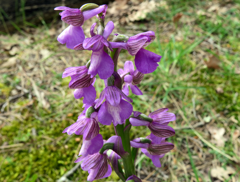 Anacamptis morio (L.) R.M. Bateman, Pridgeon & M.W. Chase
Anacamptis morio (L.) R.M. Bateman, Pridgeon & M.W. Chase
Parole chiave: Anacamptis morio (L.) R.M. Bateman, Pridgeon & M.W. Chase