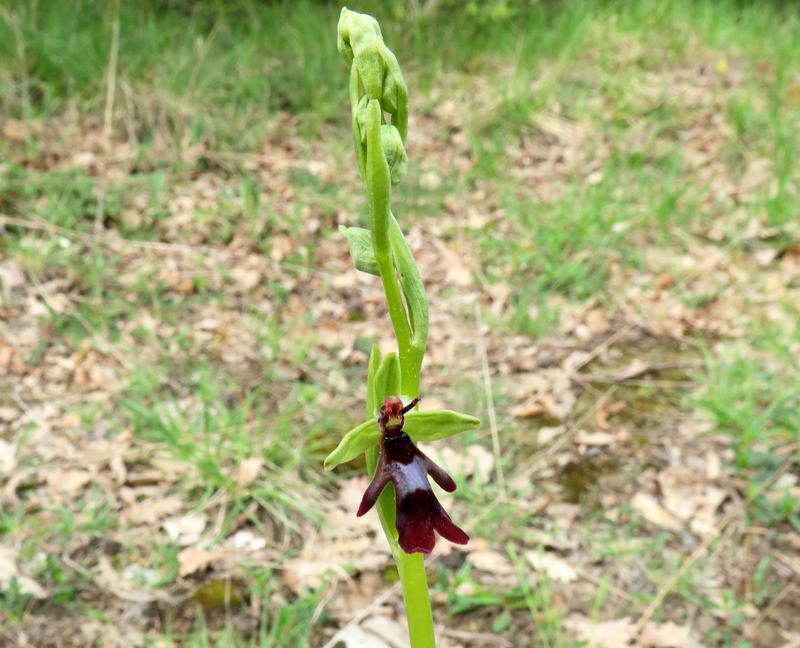 Ophrys insectifera L.
Ophrys insectifera L.
Parole chiave: Ophrys insectifera L.
