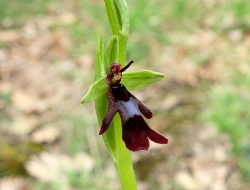 Ophrys insectifera L.
Ophrys insectifera L.
Parole chiave: Ophrys insectifera L.