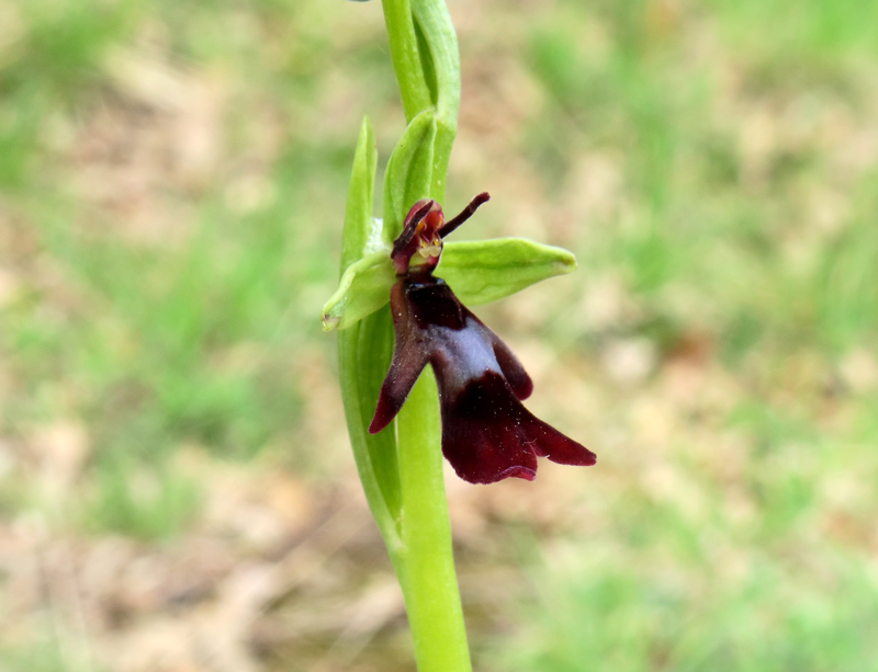 Ophrys insectifera L.
Ophrys insectifera L.
Parole chiave: Ophrys insectifera L.
