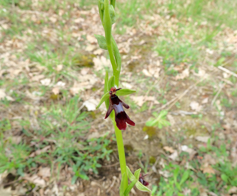 Ophrys insectifera L.
Ophrys insectifera L.
Parole chiave: Ophrys insectifera L.