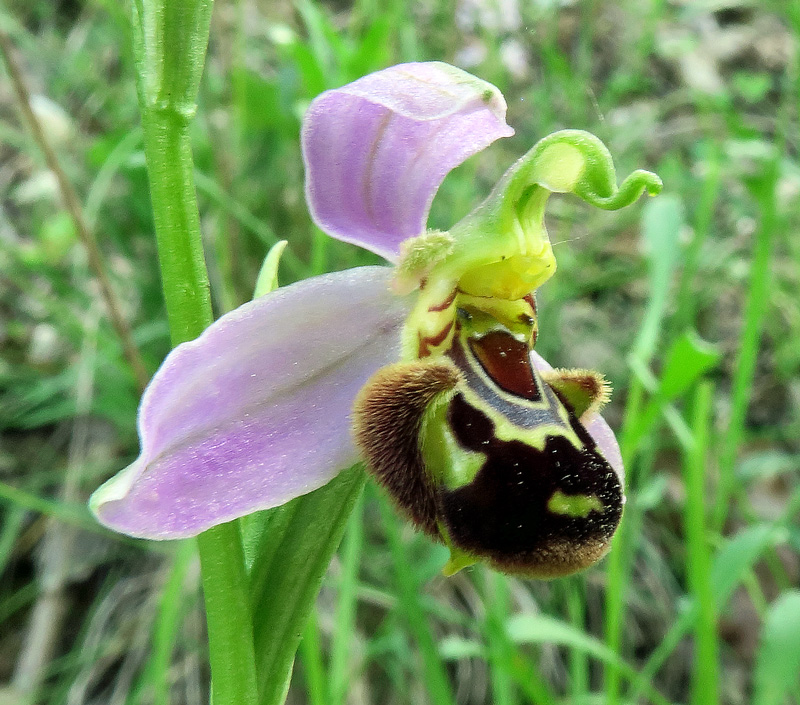 Ophrys apifera Huds.
Ophrys apifera Huds.
Parole chiave: Ophrys apifera Huds.