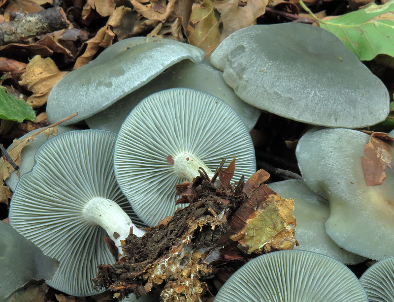 Clitocybe odora (Bull. : Fr.) P. Kumm.
Clitocybe odora (Bull. : Fr.) P. Kumm. - Cappello glauco, lievemente igrofano, gambo piu' chiaro, imenoforo poco decorrente e ricco di lamellule, odore intenso di anice.
Parole chiave: Clitocybe odora (Bull. : Fr.) P. Kumm.