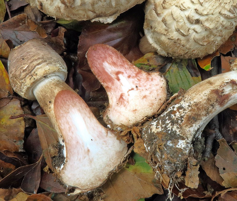 Chlorophyllum brunneum (Farl. & Burt) Vellinga
Chlorophyllum brunneum (Farl. & Burt) Vellinga - Viraggio della carne prima all'arancio e poi al rosso, piede del gambo con bulbo marginato, gambo liscio e anello colorato nella faccia inferiore.
Parole chiave: Chlorophyllum brunneum (Farl. & Burt) Vellinga