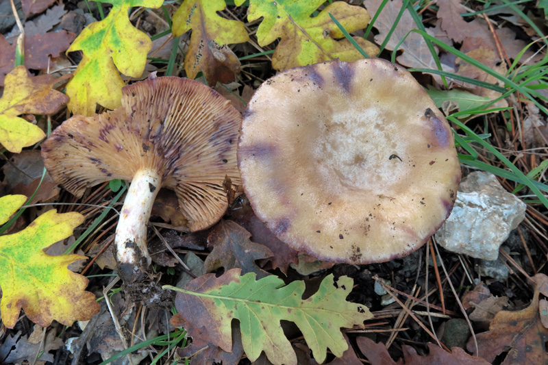 Lactarius luridus (Pers.: Fr.) Gray
Lactarius luridus (Pers.: Fr.) Gray
Parole chiave: Lactarius luridus (Pers.: Fr.) Gray