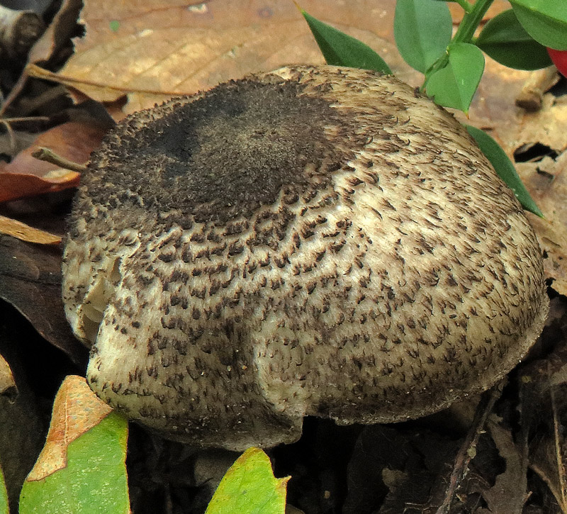 Tricholoma squarrulosum Bres.
Tricholoma squarrulosum Bres. - Cappello feltrato e squamettato.
Parole chiave: Tricholoma squarrulosum Bres.