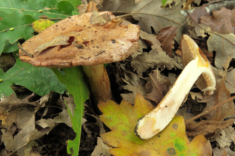 Cortinarius chromataphilus Rob. Henry
Cortinarius chromataphilus Rob. Henry
Parole chiave: Cortinarius chromataphilus Rob. Henry