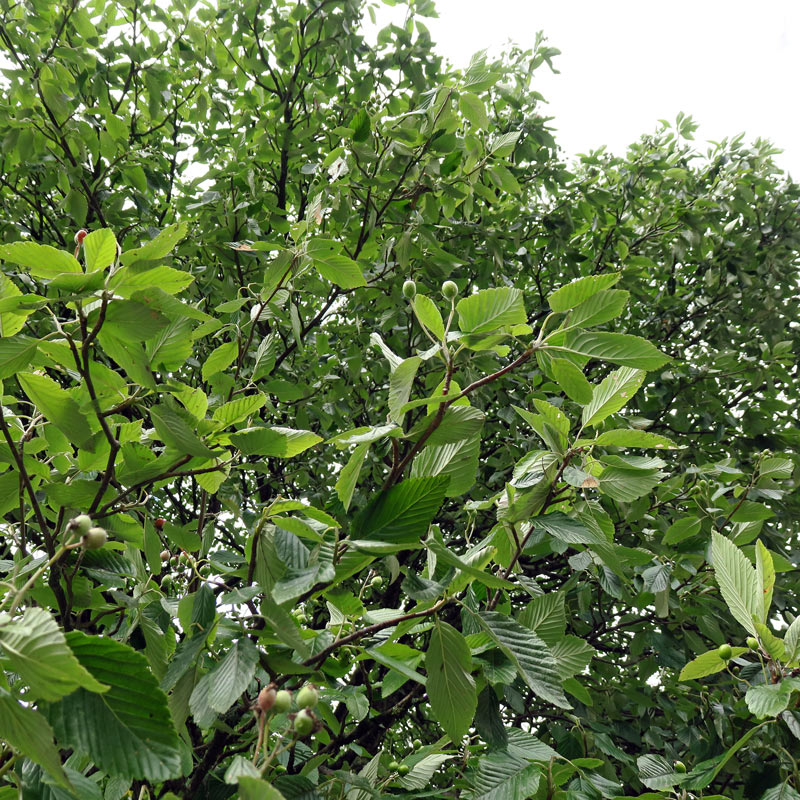 Sorbus aria (L.) Crantz
Sorbus aria (L.) Crantz
Parole chiave: Sorbus aria (L.) Crantz