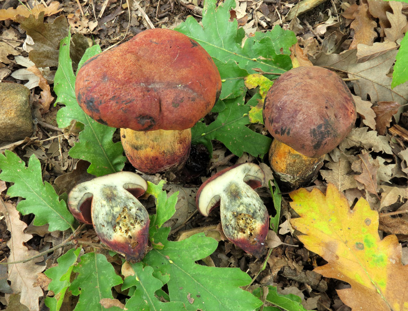 Suillellus queletii (Schulzer) Vizzini, Simonini & Gelardi.
Suillellus queletii (Schulzer) Vizzini, Simonini & Gelardi.
Parole chiave: Suillellus queletii (Schulzer) Vizzini, Simonini & Gelardi.