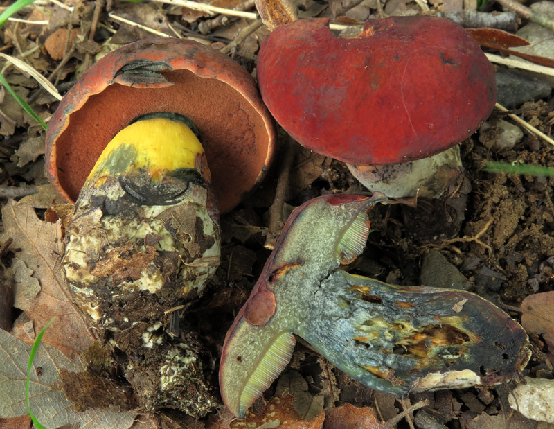 Suillellus queletii (Schulzer) Vizzini, Simonini & Gelardi.
Suillellus queletii (Schulzer) Vizzini, Simonini & Gelardi.
Parole chiave: Suillellus queletii (Schulzer) Vizzini, Simonini & Gelardi.