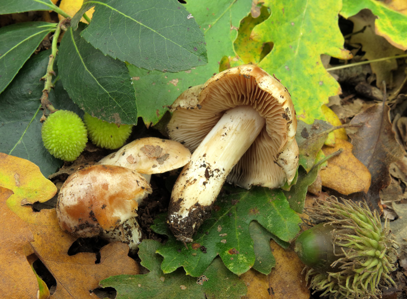 Cortinarius crystallinus Fr.
Cortinarius crystallinus Fr.
Parole chiave: Cortinarius crystallinus Fr. = Thaxterogaster barbatus s.l. (Batsch) Niskanen & Liimat.