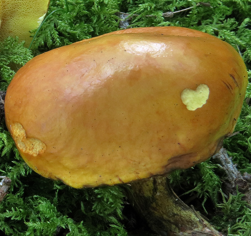 Suillus grevillei (Klotzsch: Fr.) Singer
Suillus grevillei (Klotzsch: Fr.) Singer - Pileo lucente, viscido, simbionte esclusivo del Larice.
Parole chiave: Suillus grevillei (Klotzsch: Fr.) Singer