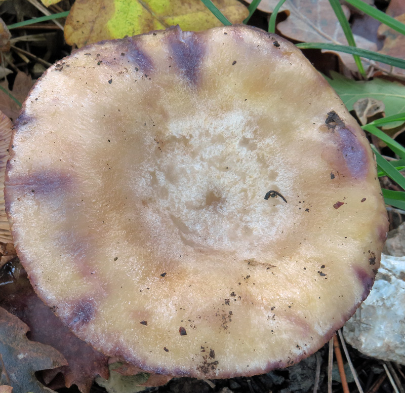 Lactarius luridus (Pers.: Fr.) Gray
Lactarius luridus (Pers.: Fr.) Gray - Cappello depresso al centro, pileo viscido con tempo umido, pruinoso, macchiato di violetto nelle zone corrose.
Parole chiave: Lactarius luridus (Pers.: Fr.) Gray