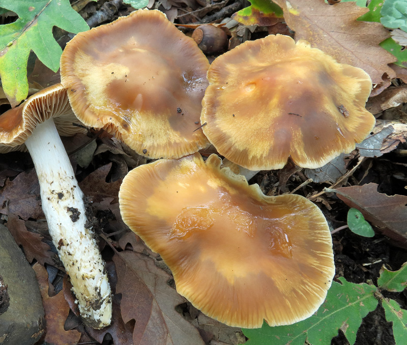 Cortinarius elatior Fr.
Cortinarius elatior Fr. - Cappello vischioso, scanalato radialmente fino a meta' del pileo, ocraceo, igrofano, con largo umbone ottuso.
Parole chiave: Cortinarius elatior Fr.