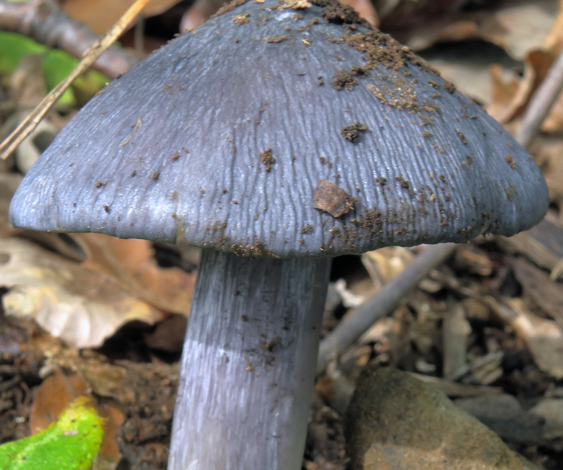 Entoloma bloxamii (Berk.) Sacc.
Entoloma bloxamii (Berk.) Sacc. - Portamento robusto, pileo blu che si dissocia in fibrille, gambo analogamente blu con corteccia fibrillosa.
Parole chiave: Entoloma bloxamii (Berk.) Sacc.