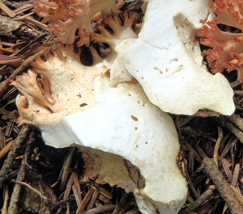 Ramaria botrytis (Pers. : Fr.) Ricken
Ramaria botrytis (Pers. : Fr.) Ricken - Carne.
Parole chiave: Ramaria botrytis (Pers. : Fr.) Ricken