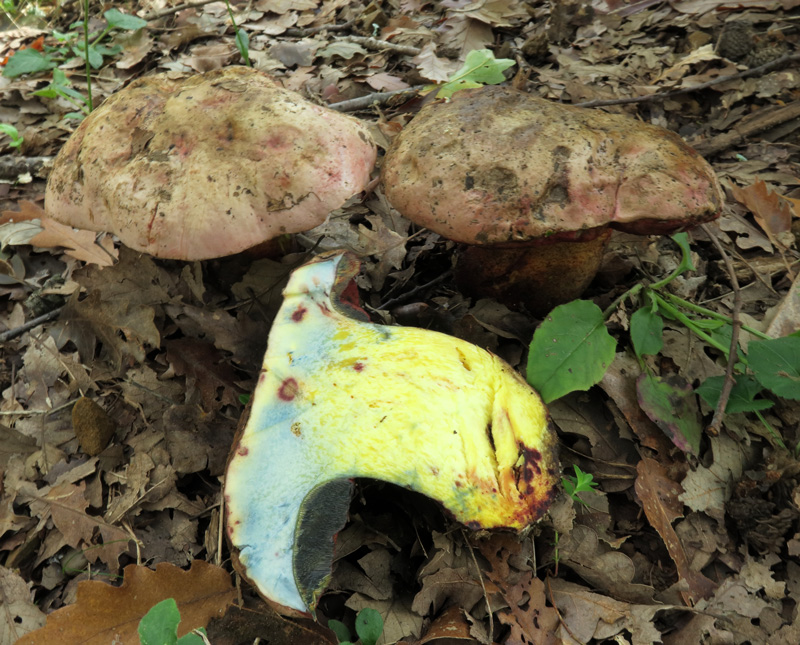 Rubroboletus rhodoxanthus (Krombh.) Kuan Zhao & Zhu L. Yang.
Rubroboletus rhodoxanthus (Krombh.) Kuan Zhao & Zhu L. Yang.
Parole chiave: Rubroboletus rhodoxanthus (Krombh.) Kuan Zhao & Zhu L. Yang.