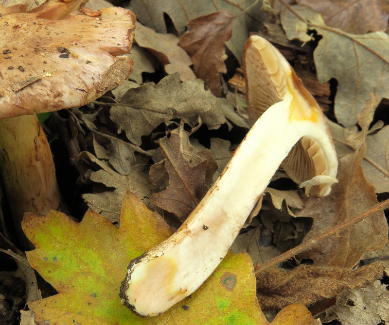 Cortinarius chromataphilus Rob. Henry
Cortinarius chromataphilus Rob. Henry - Reazione KOH sulla carne, lamelle con filo piu' chiaro seghettato, cappello fibrilloso.
Parole chiave: Cortinarius chromataphilus Rob. Henry