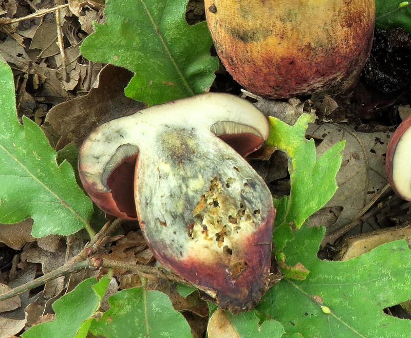 Suillellus queletii (Schulzer) Vizzini, Simonini & Gelardi.
Suillellus queletii (Schulzer) Vizzini, Simonini & Gelardi. - Carne bianco giallastra nel cappello e gambo, rossastra alla base, presto virante al taglio.
Parole chiave: Suillellus queletii (Schulzer) Vizzini, Simonini & Gelardi.