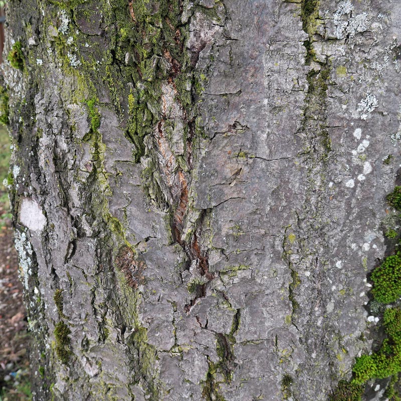 Sorbus aria (L.) Crantz
Sorbus aria (L.) Crantz
Parole chiave: Sorbus aria (L.) Crantz