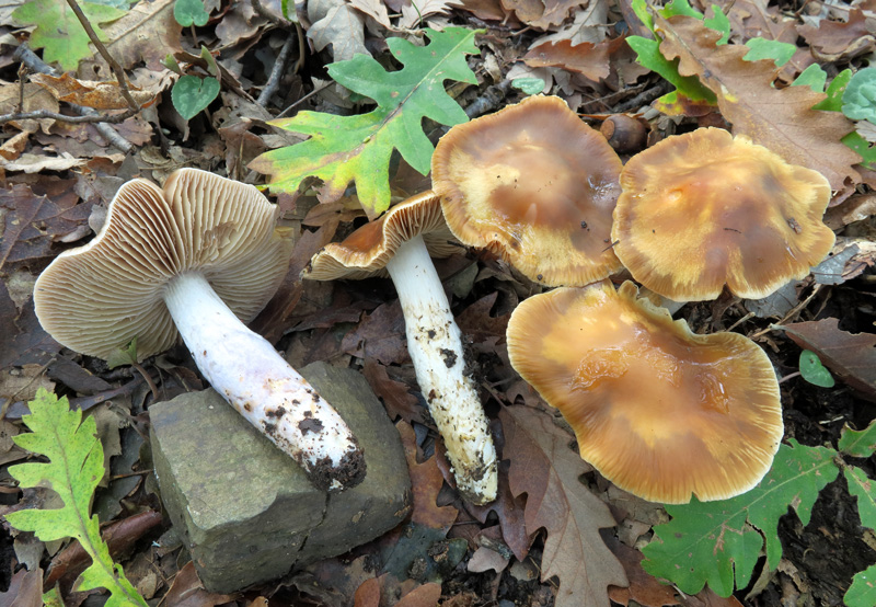 Cortinarius elatior Fr.
Cortinarius elatior Fr.
Parole chiave: Cortinarius elatior Fr.