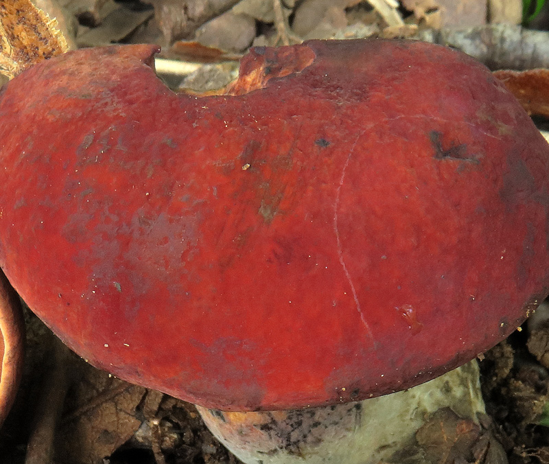 Suillellus queletii (Schulzer) Vizzini, Simonini & Gelardi.
Suillellus queletii (Schulzer) Vizzini, Simonini & Gelardi. - Ci sono due varieta' della specie tipo: Boletus queletii var. lateritius per via del cappello color rosso mattone e Boletus queletii var. rubicundus, dalla colorazione pileica piu' marcatamente rossa.
Parole chiave: Suillellus queletii (Schulzer) Vizzini, Simonini & Gelardi.