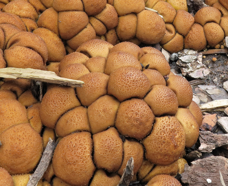 Lycoperdon lividum Pers.
Lycoperdon lividum Pers. - Molto vicino a Lycoperdon pyriforme dal quale si differenzia per la crescita terricola, nelle radure e luoghi aperti al margine del bosco, come L. pyriforme, presenta la caratteristica conformazione dell'esoperidio.
Parole chiave: Lycoperdon lividum Pers.