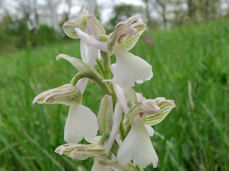 Anacamptis morio (L.) R.M. Bateman, Pridgeon & M.W. Chase
Anacamptis morio (L.) R.M. Bateman, Pridgeon & M.W. Chase - Forma bianca.
Parole chiave: Anacamptis morio (L.) R.M. Bateman, Pridgeon & M.W. Chase