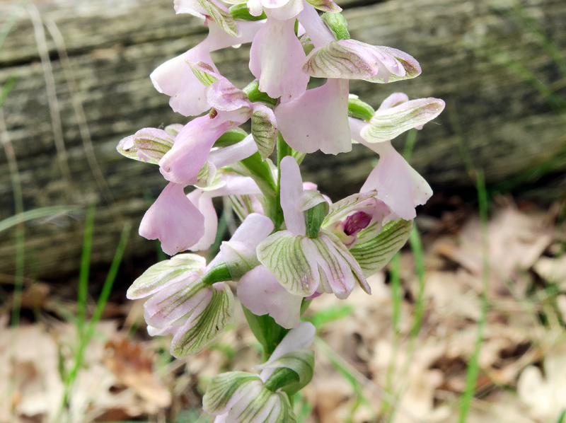 Anacamptis morio (L.) R.M. Bateman, Pridgeon & M.W. Chase
Anacamptis morio (L.) R.M. Bateman, Pridgeon & M.W. Chase
Parole chiave: Anacamptis morio (L.) R.M. Bateman, Pridgeon & M.W. Chase