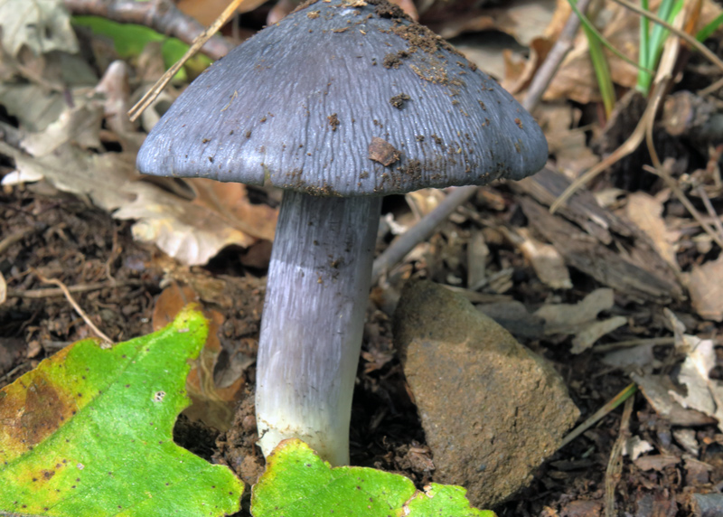 Entoloma bloxamii (Berk.) Sacc.
Entoloma bloxamii (Berk.) Sacc.
Parole chiave: Entoloma bloxamii (Berk.) Sacc.