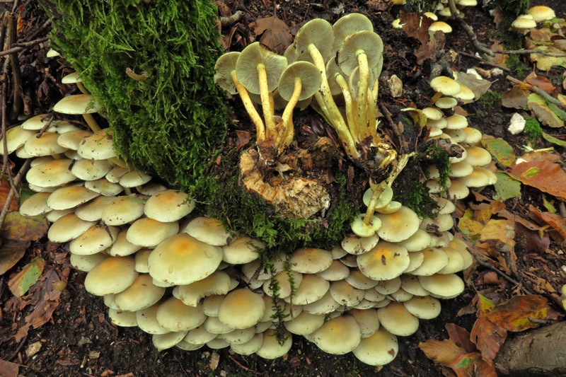 Hypholoma fasciculare (Huds. : Fr.) P. Kumm.
Hypholoma fasciculare (Huds. : Fr.) P. Kumm.
Parole chiave: Hypholoma fasciculare (Huds. : Fr.) P. Kumm.